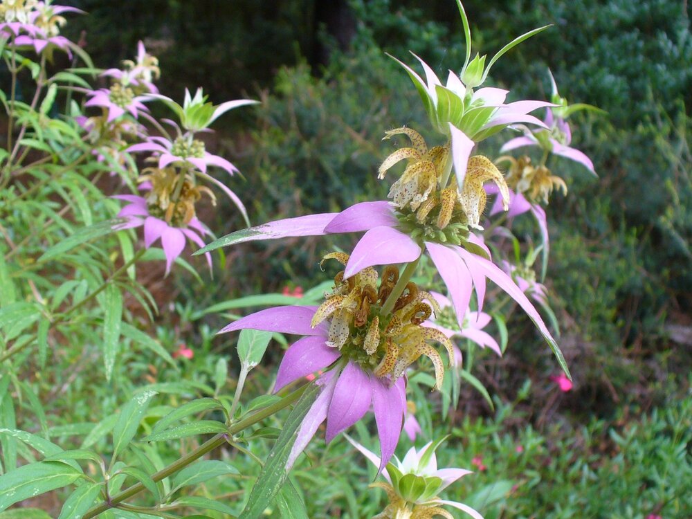 Spotted Bee Balm