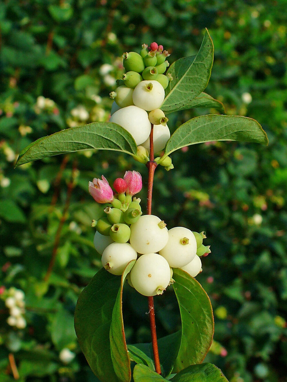 Snowberry