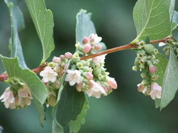 Symphoricarpos-albus--Patrick-Standish--CC-BY.jpg