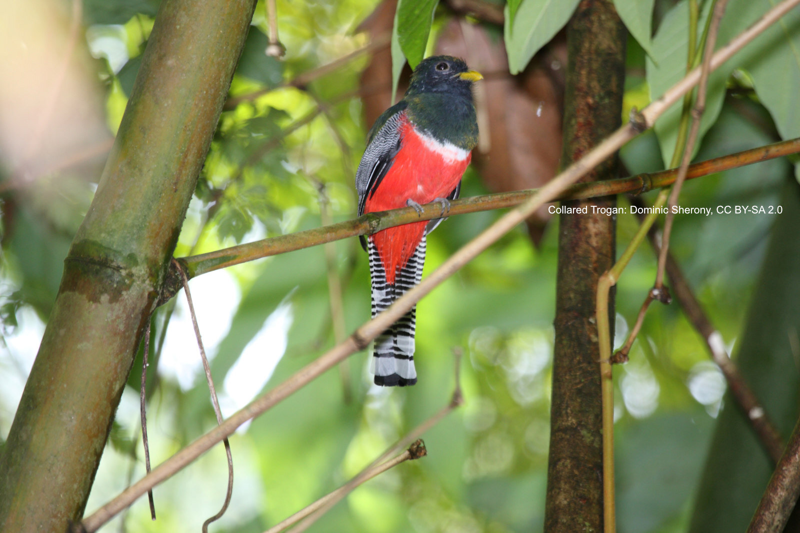 Sabah: Borneo's Wildlife Paradise