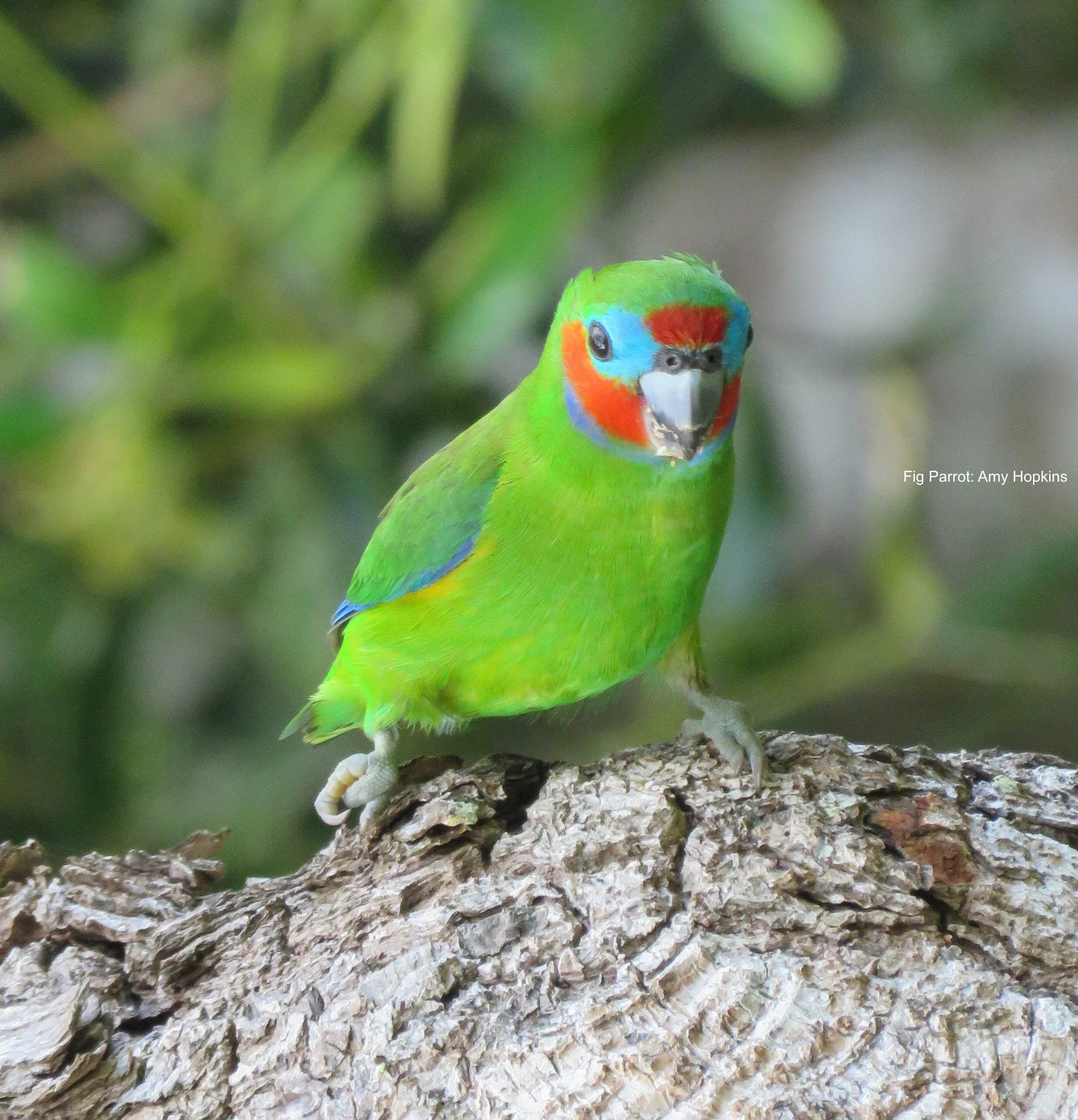Parrots of Australia