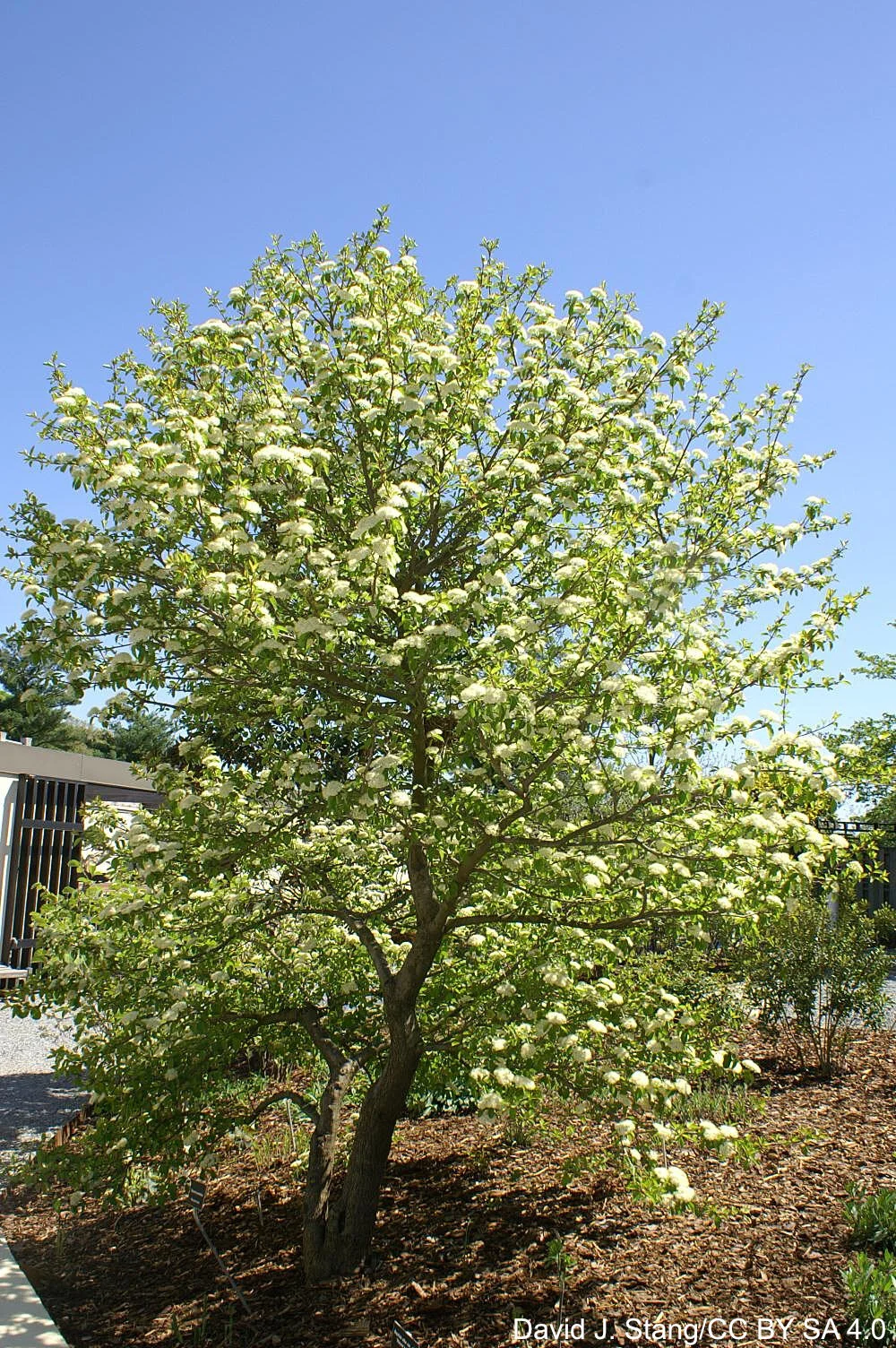 Viburnum_prunifolium_9zzc.jpg