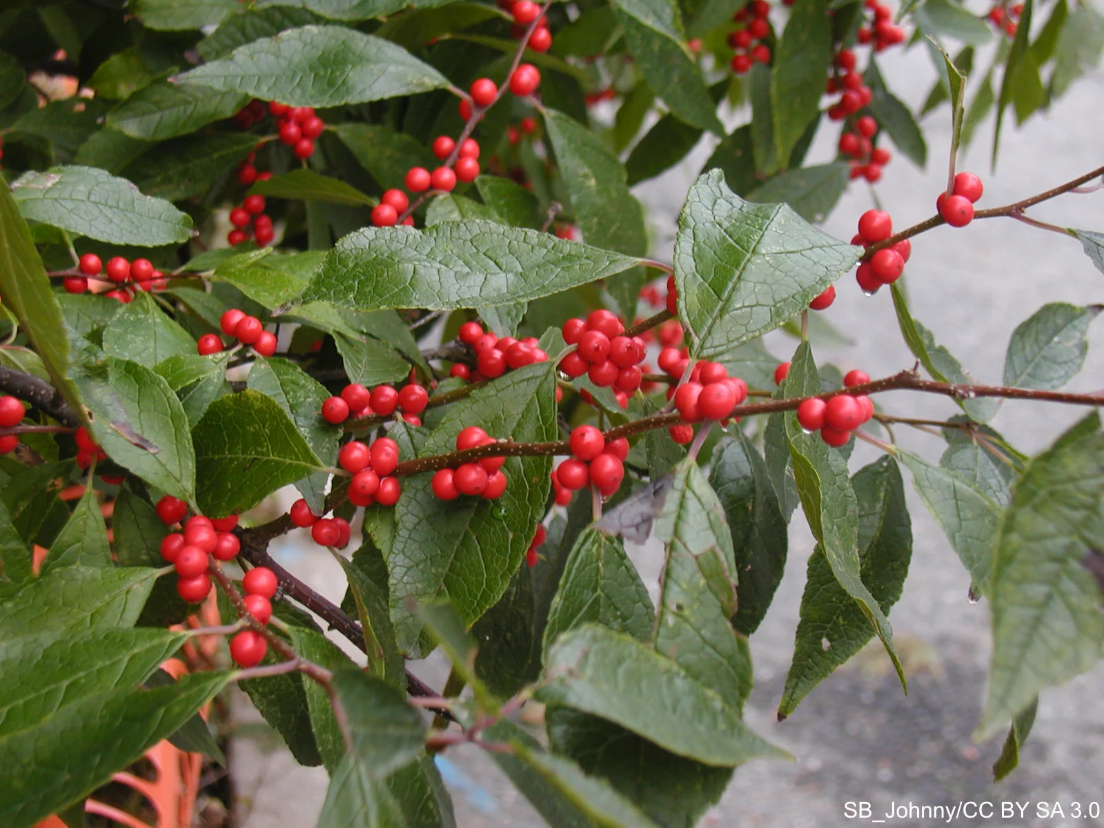 Ilex_verticillata_fruits_and_foliage_c.jpg