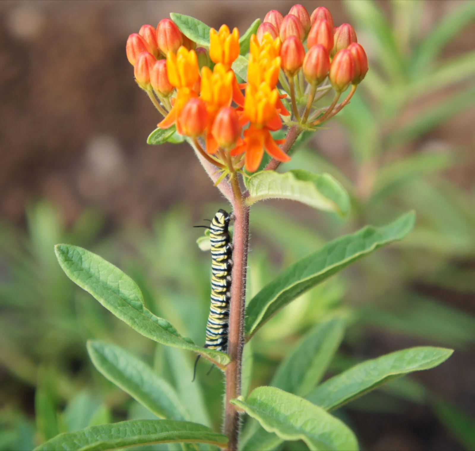 Monarch Caterpillar on Baldwin Butterfly weed.JPG