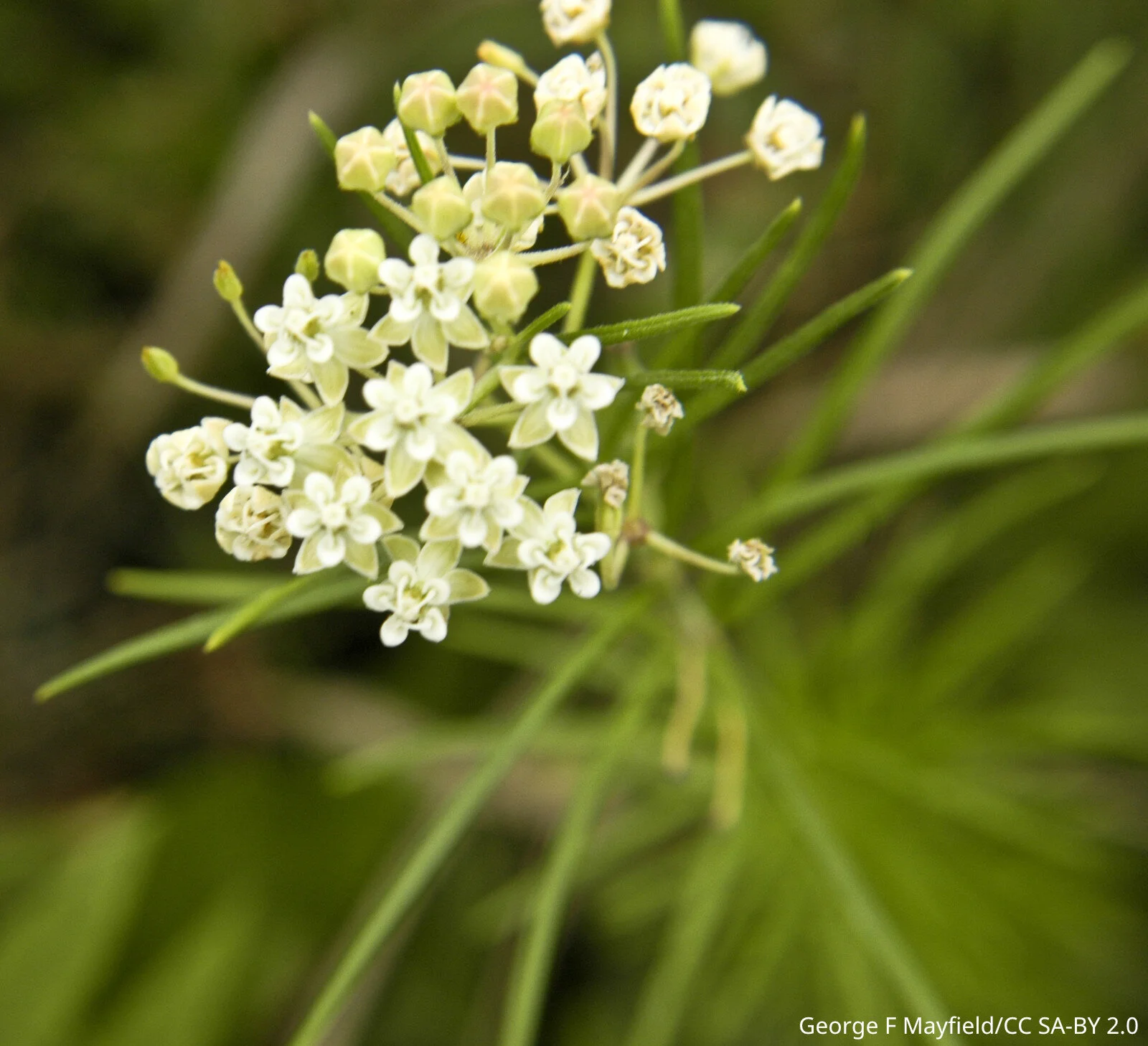 Asclepias_verticillata_(3197723098).jpg
