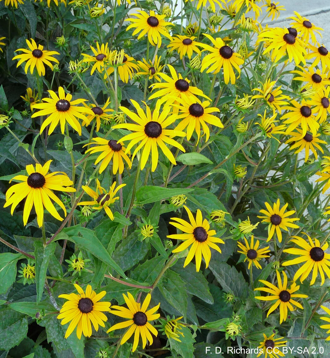 Rudbeckia-f.jpg
