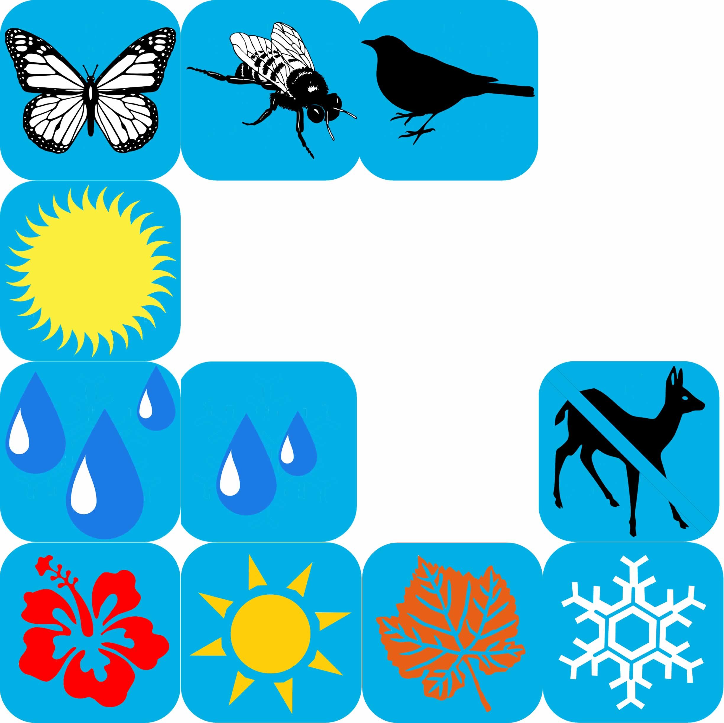 VACCINIUM CORYMBOSUM2.jpg