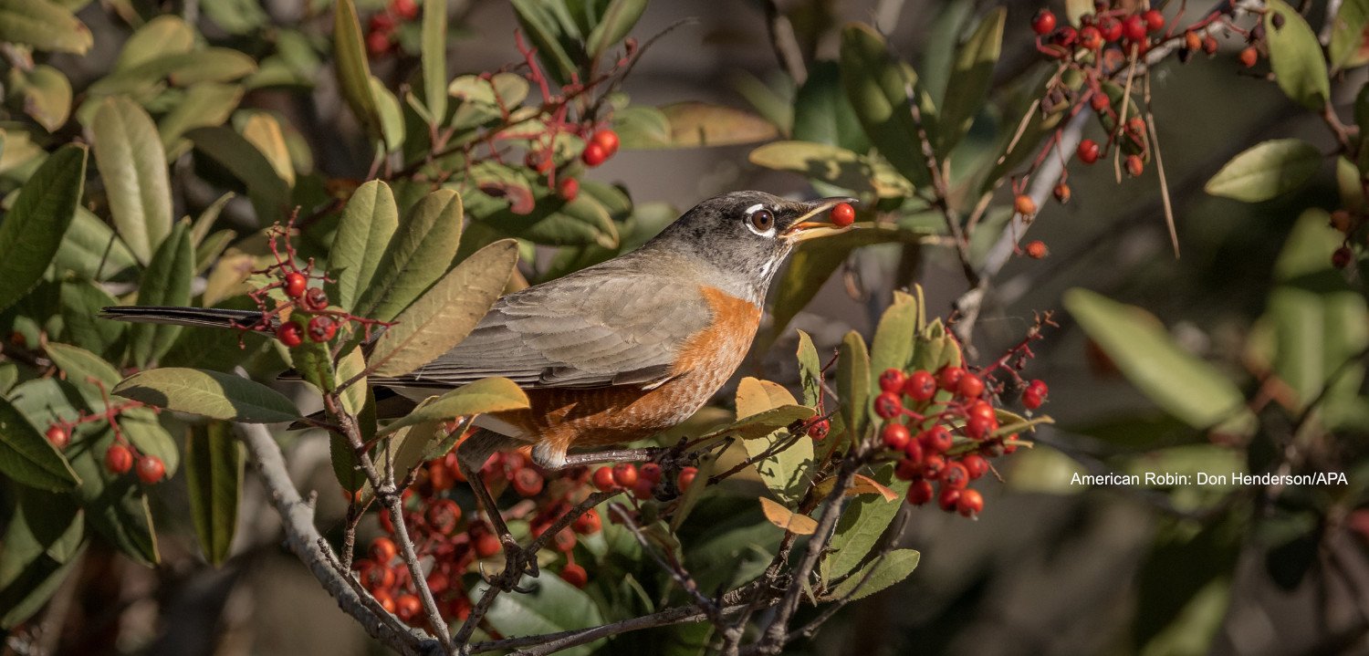 Aud_APA-2018_American-Robin_A1_6035_9_KK_Photo-Don_Henderson-Web size _Click if original is 2400 pixels or larger.jpg