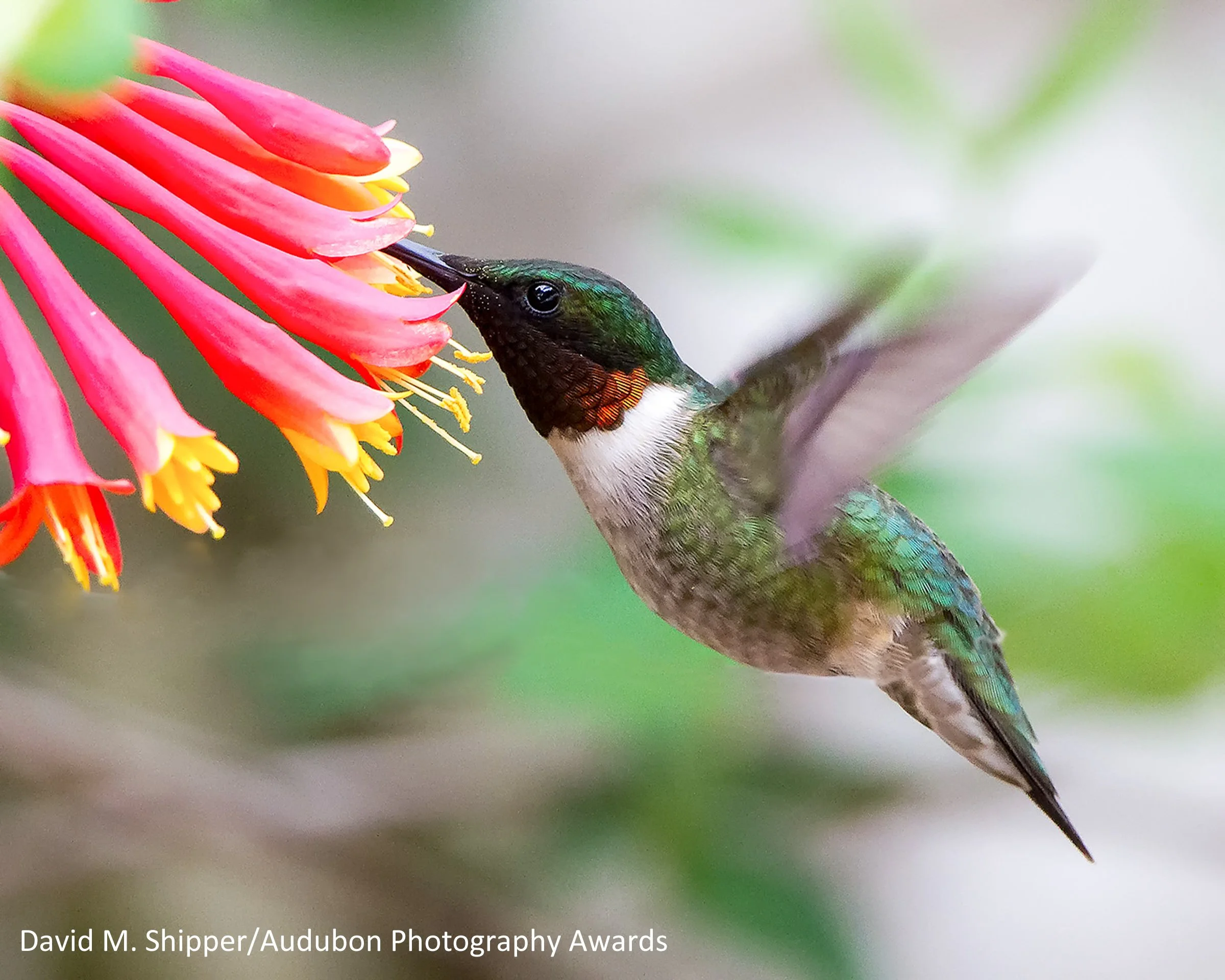 APA_2015_David-Shipper_Ruby-throated-Hummingbird_Trumpet-Honeysuckle_KK.jpg