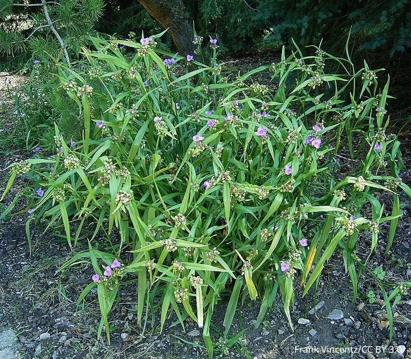 Tradescantia_ohiensis_04_ies-c.jpg