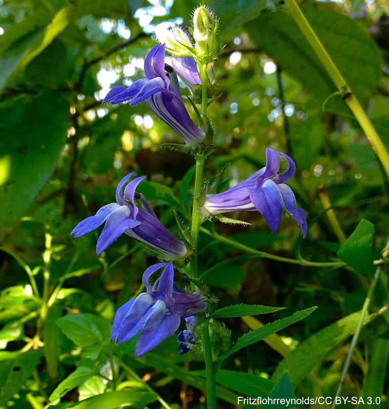 party plant Alternanthera Party Time