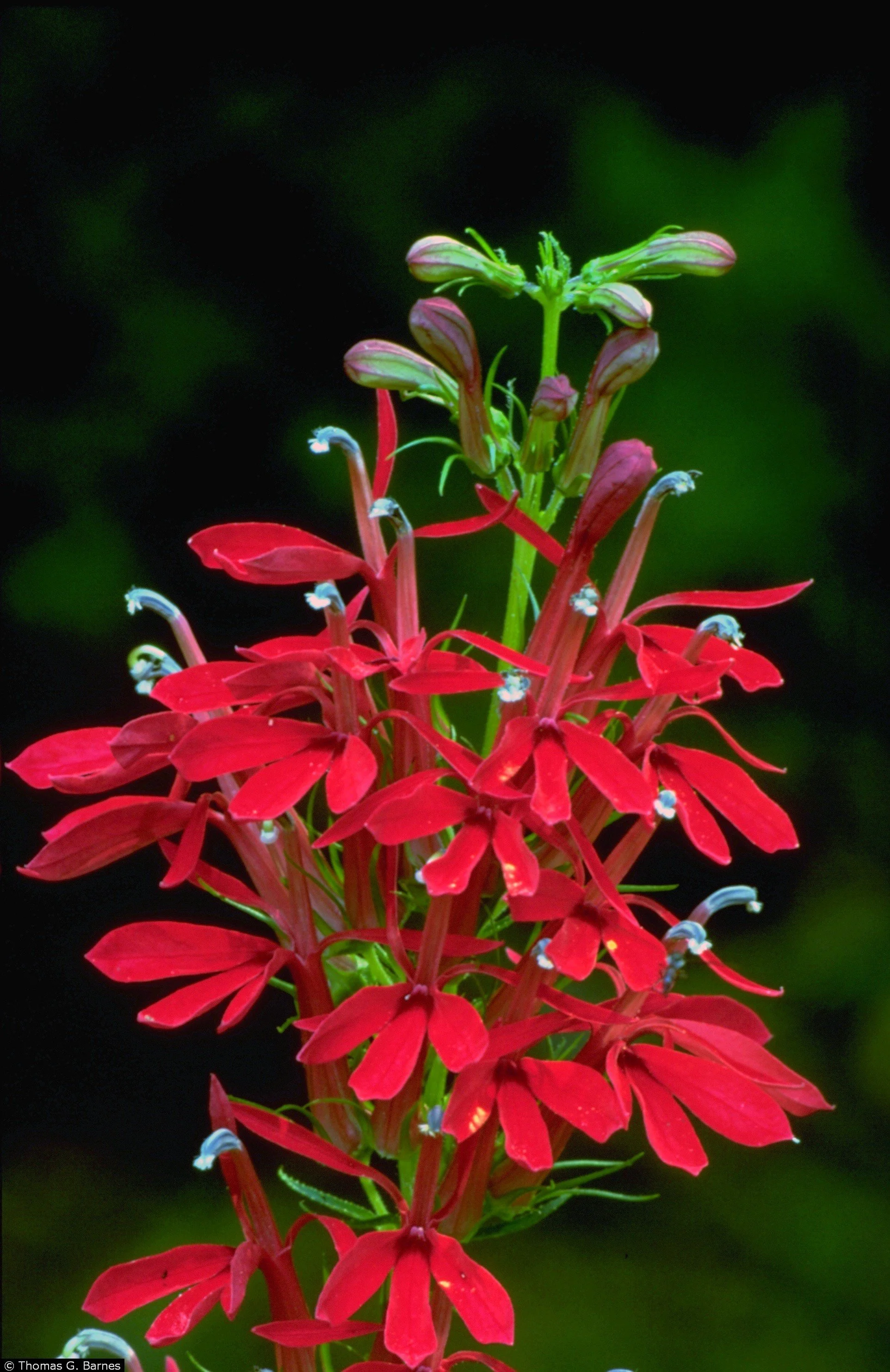 red cardinal flower_NC-public-domain.JPG