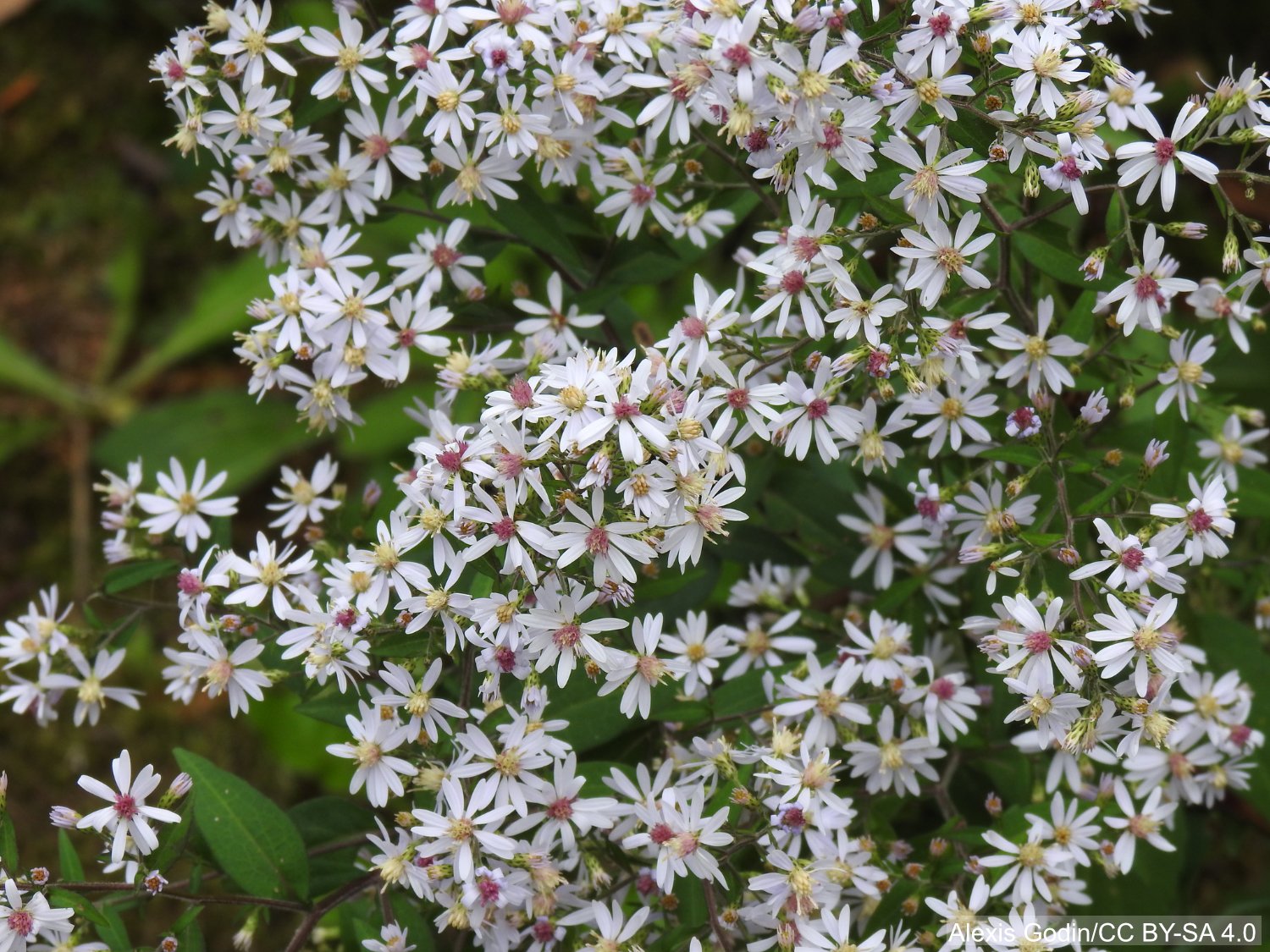 Symphyotrichum_cordifolium_97779726.jpg