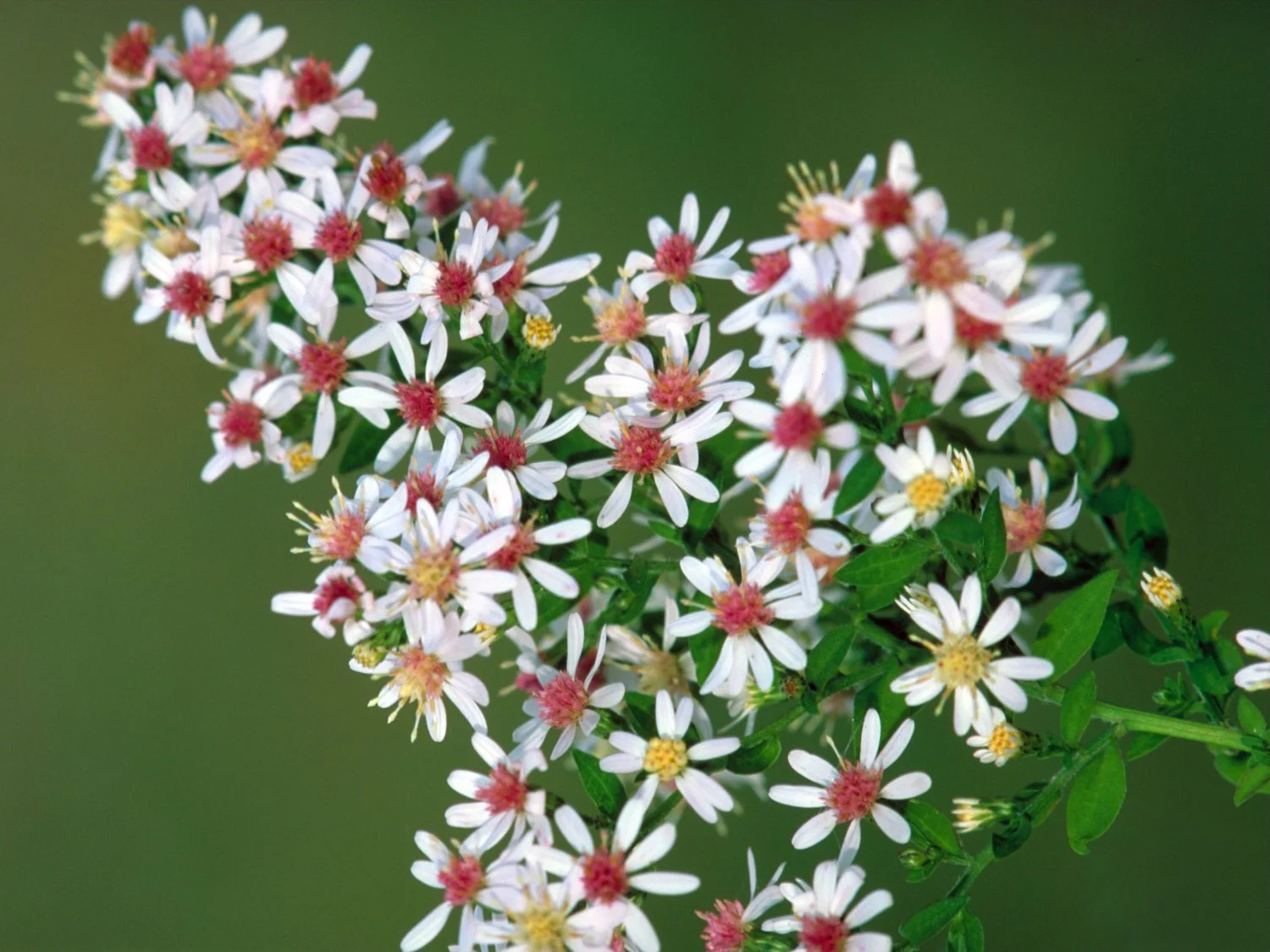 Symphyotrichum_lateriflorum_FWS-1.jpg