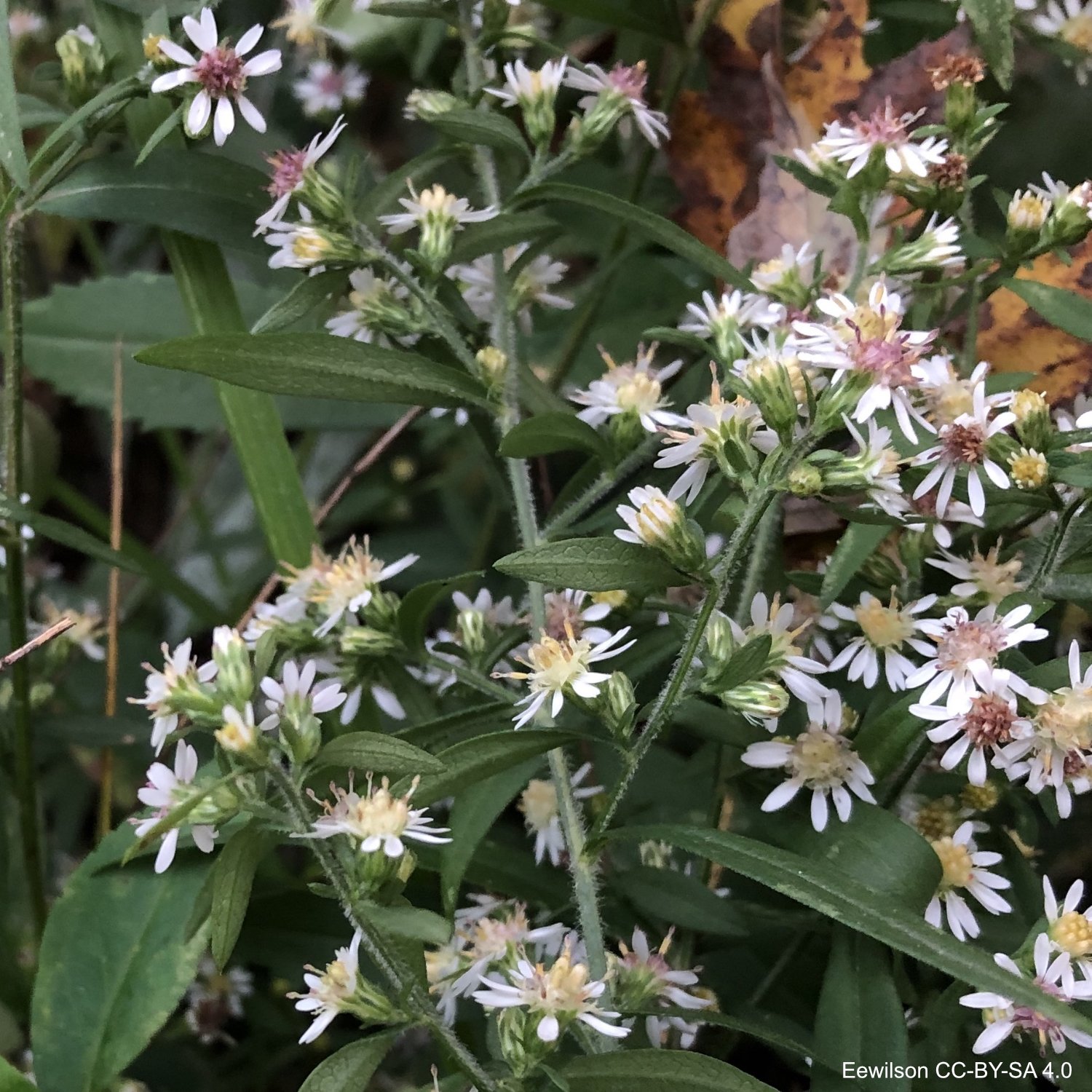 Flowering_calico_aster.jpg
