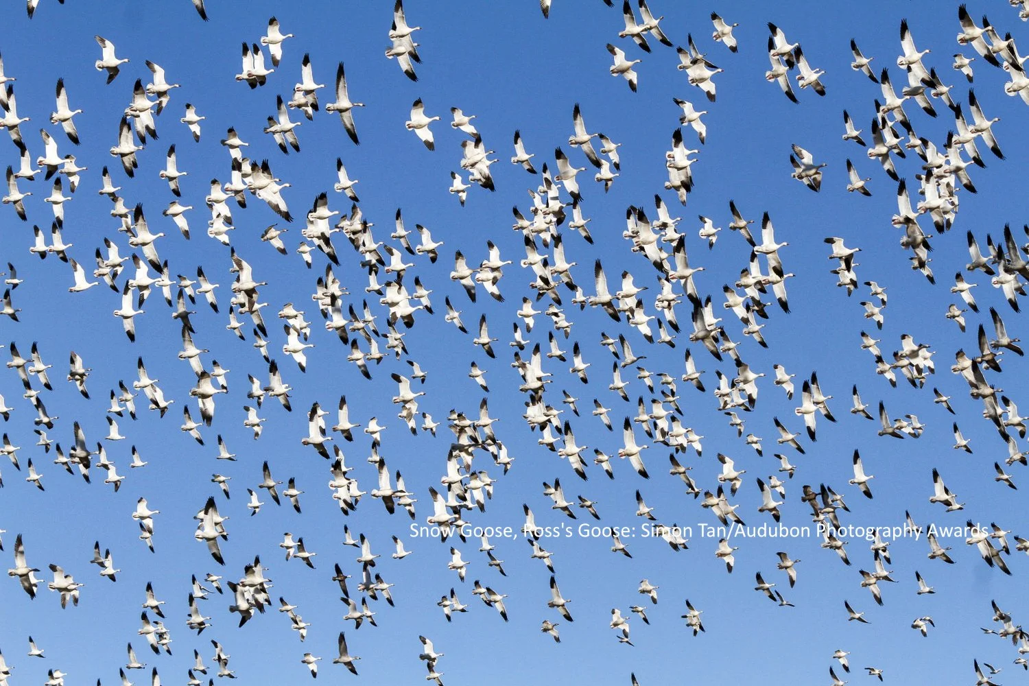 Bird Migration Initiative Bird Migration Explorer — Menunkatuck Audubon ...