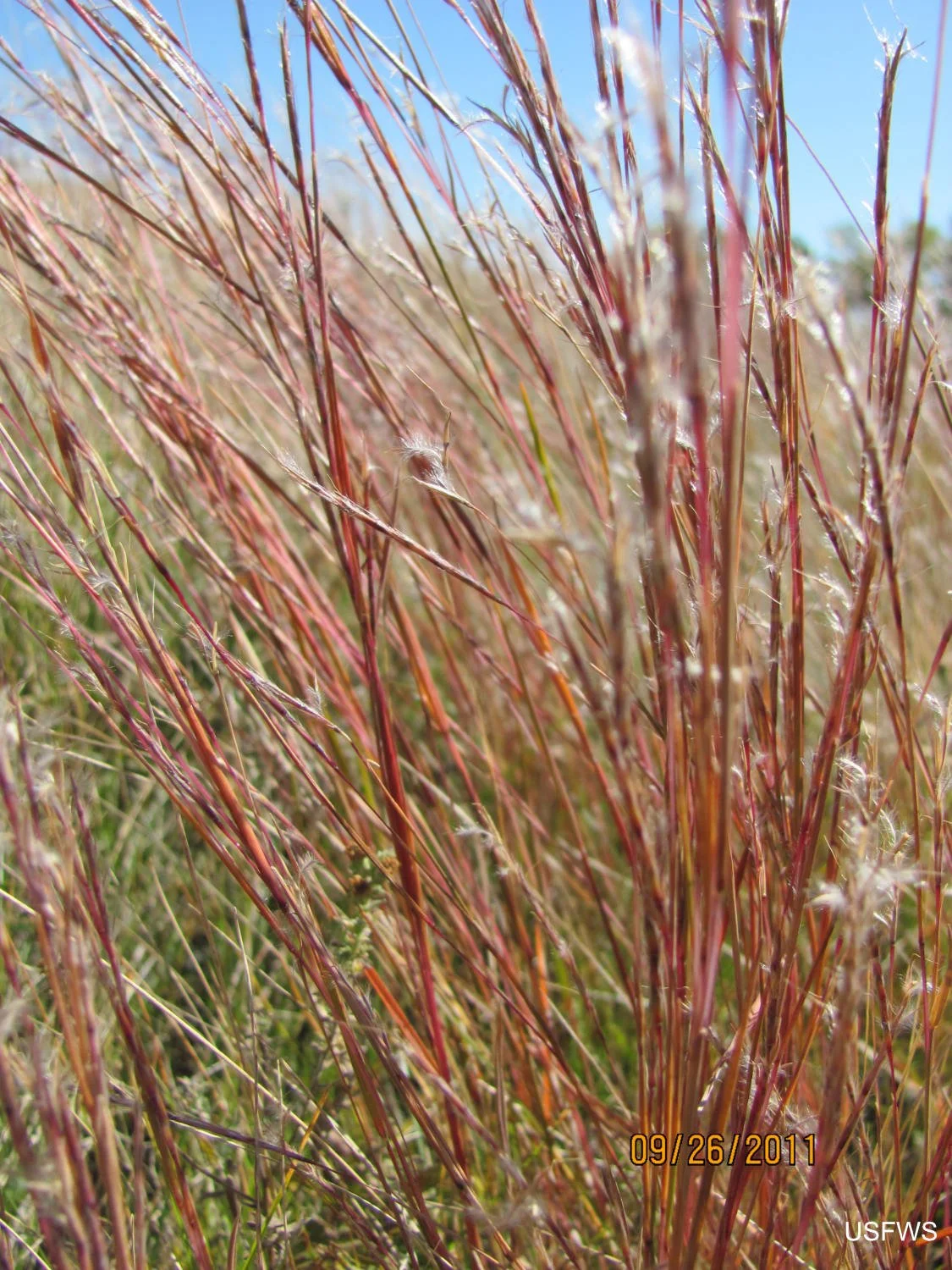 Little_Bluestem_(Andropogon_scoparius)_(6188871250).jpg