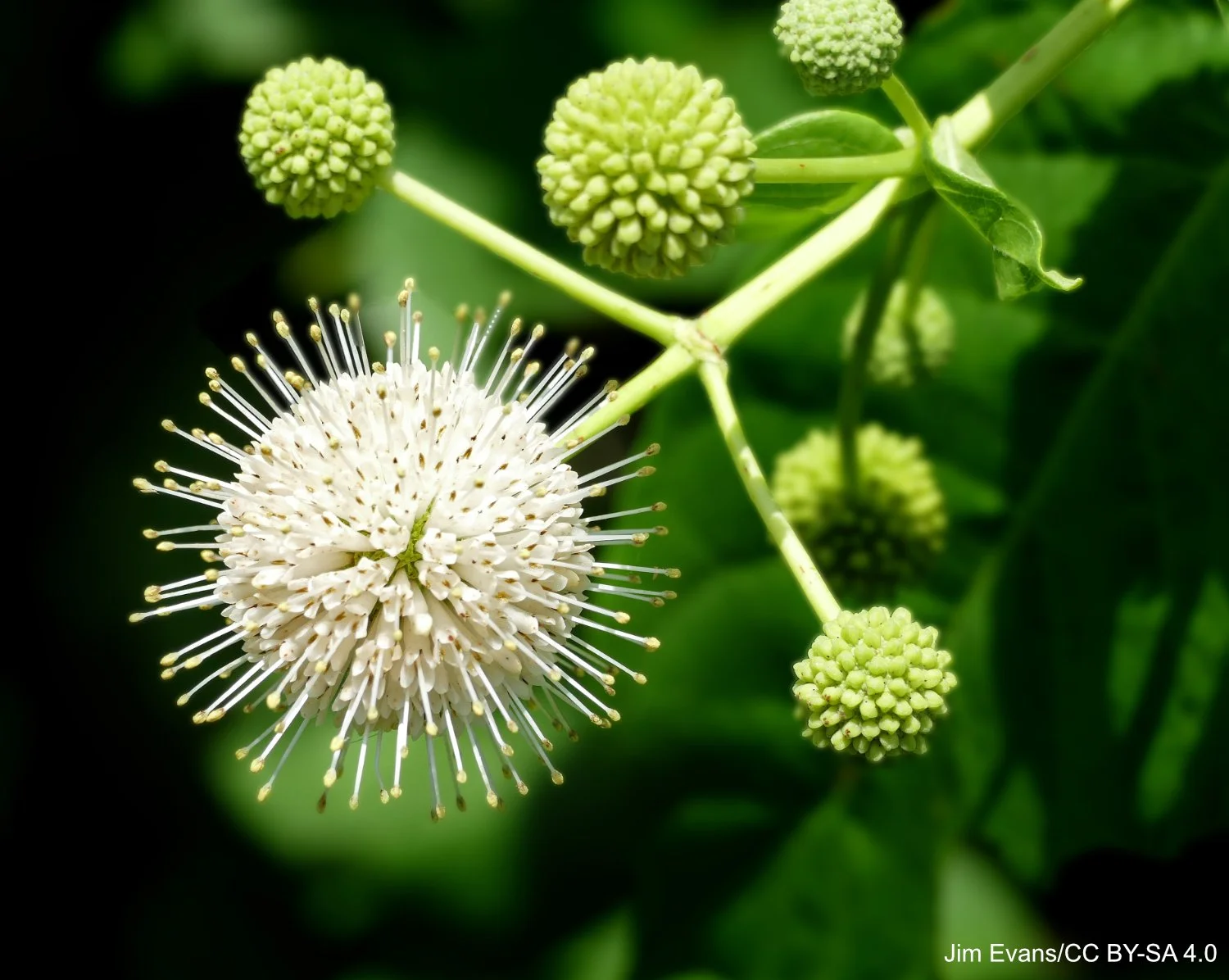Buttonbush_--_Cephalanthus_occidentalis-C.jpg