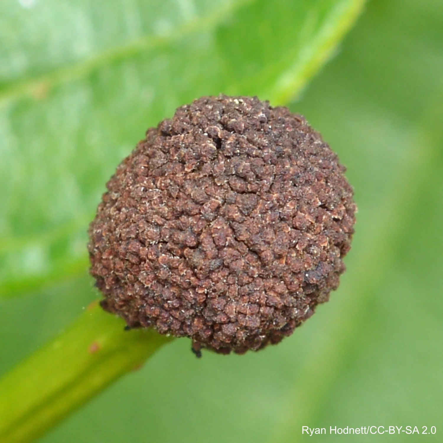 Cephalanthus_occiden_7S8KPLcJ2CyJ-c.jpg