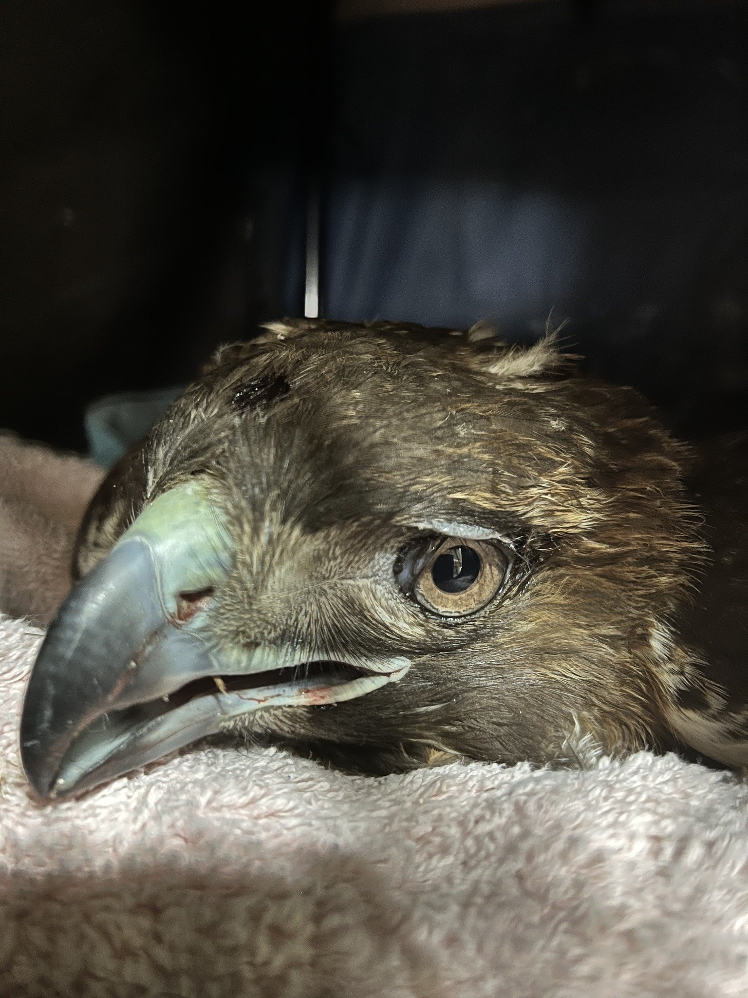 Rat poison kills eagles, hawks and pets may be banned in CT