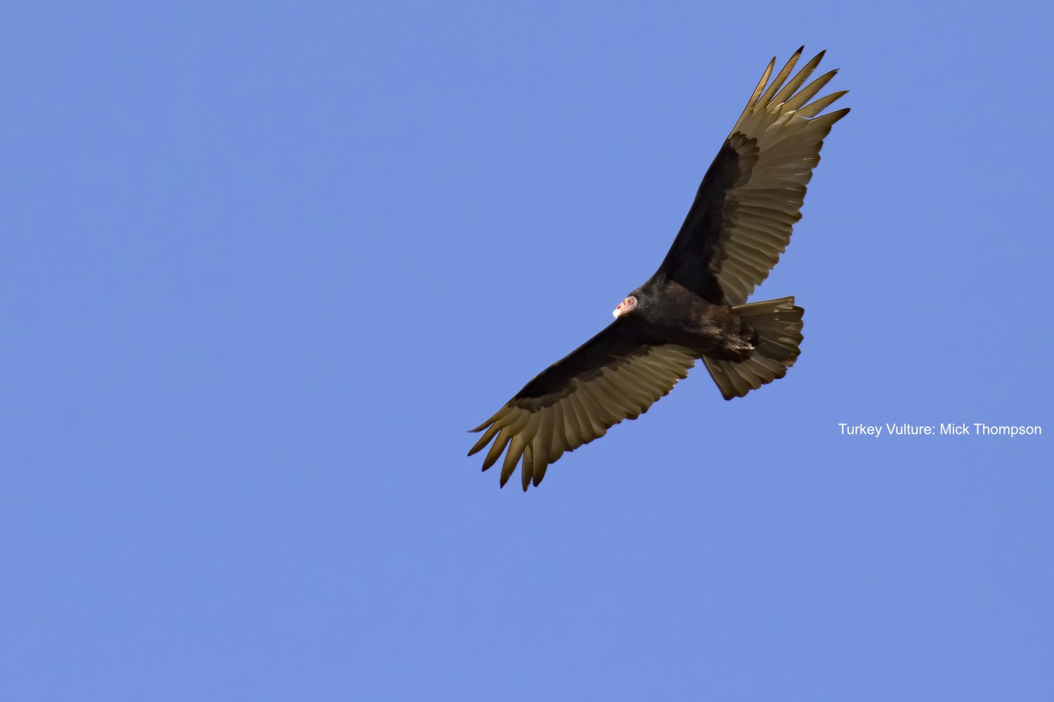 Vultures  Audubon Center for Birds of Prey