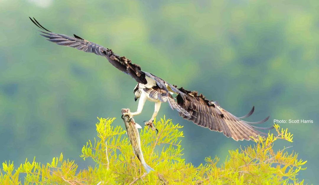 RaptorQuest, Chasing America’s Raptors