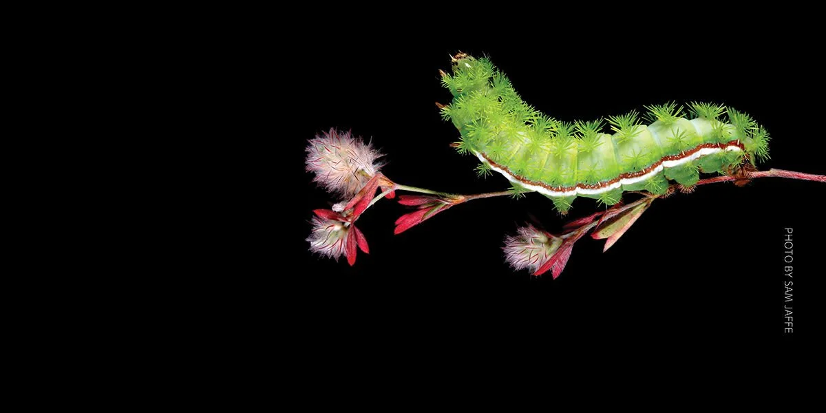 The Extraordinary Caterpillar