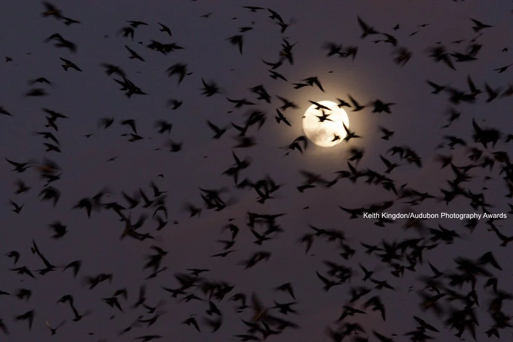 Fall Bird Migration - Seas, Skies, and Land