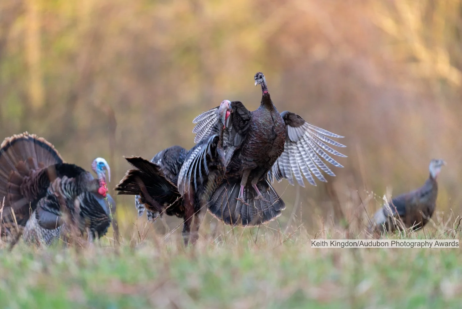 Changing Land, Changing Wildlife