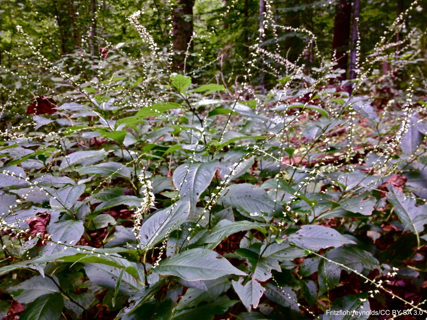 Persicaria_virginiana_-_Jumpseed.jpg