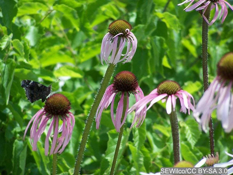 Echinacea%20pallida%20Stems%20SEWilco%20CC%20BY-SA%203.0.jpg