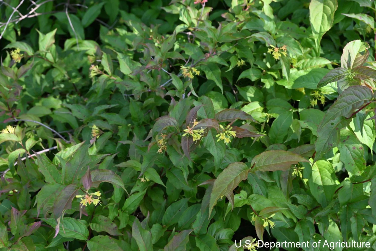 feis-dielon_plant.jpg