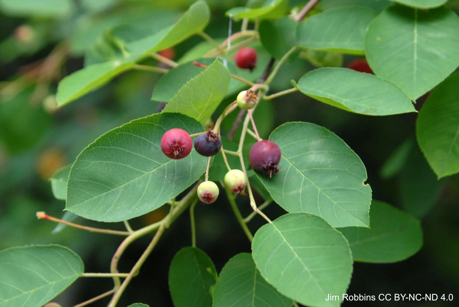 Amelanchier arborea-fruit.jpg