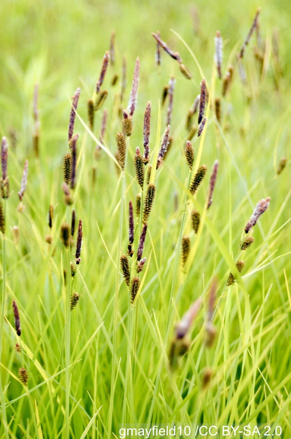 Carex_stricta.jpg