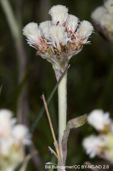 Antennaria%20plantaginifolia%20Antennaria%20plantaginifolia%20Bill%20Bumgarner%20CC%20BY-NC-ND%202.0.jpg