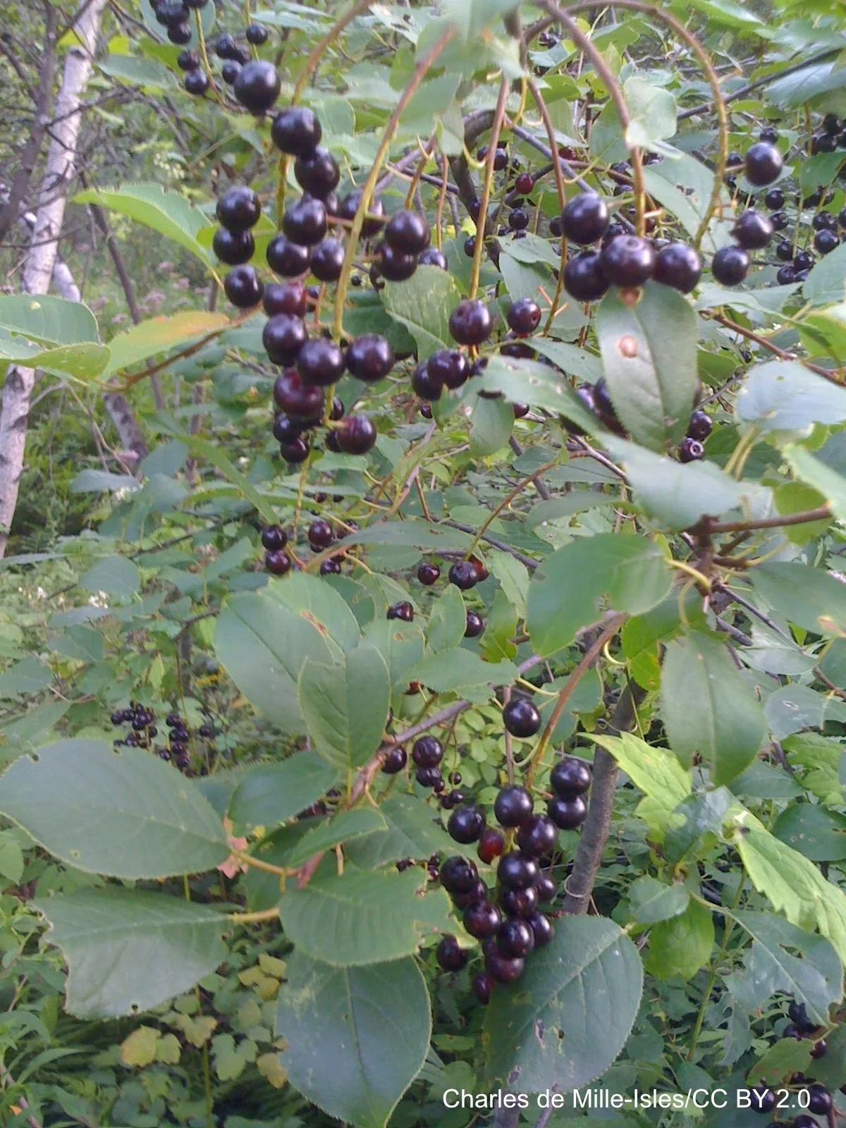Prunus_virginiana,_cerises_de_virginie,_chokecherries_(4838133461).jpg