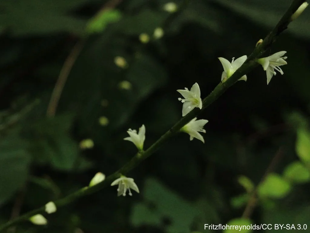 Close-up%20of%20tiny%20white%20flowers%20borne%20distantly%20along%20a%20stem%20Persicaria%20virginiana.%20Stem%20and%20Flowers%20Fritzflohrreynolds%20CC%20BY-SA%203.0.jpg