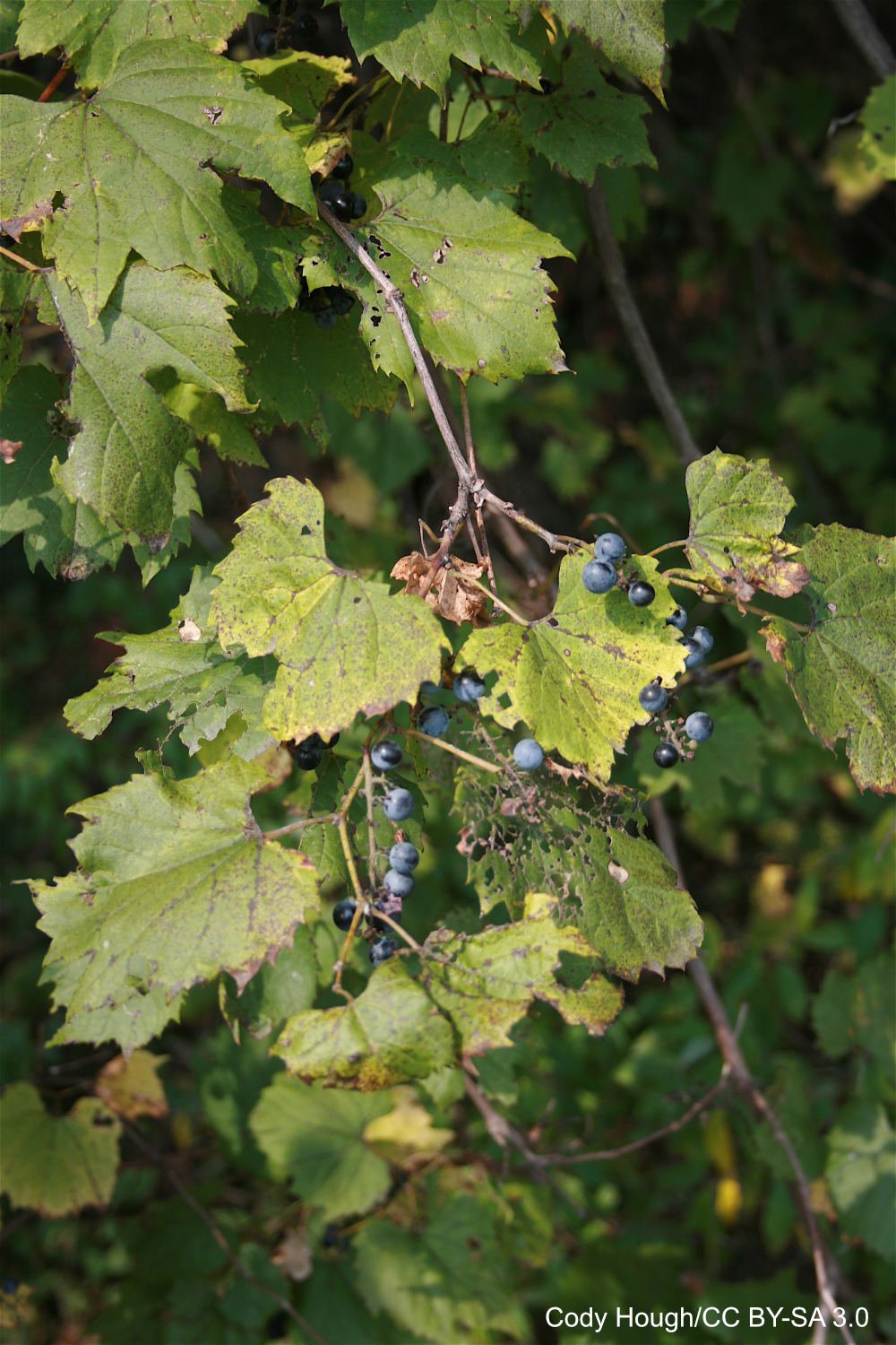 Wild_Grapes.jpg