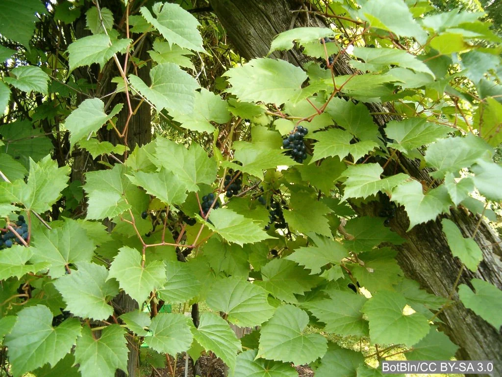 Vitis_riparia_form_B_nrC11mZOGc47.jpg