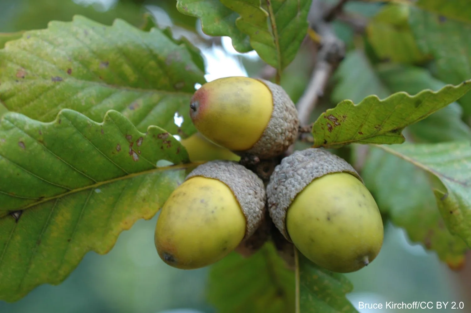 Quercus_montana_acor_mWV1OX5NFhJF.jpg