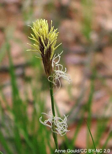 Carex_pensylvanica_Anne_Gould_ccbync2.0.jpg