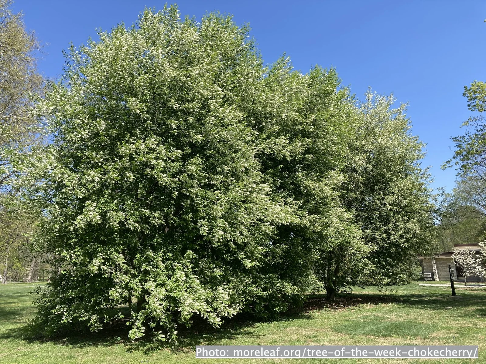 choke-cherry.jpg