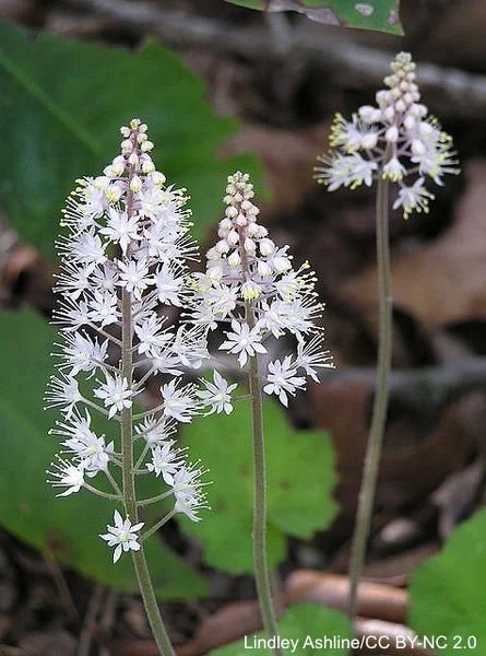 Erect%20racemes%20of%20small%20white%20flowers%20with%20exserted%20stamens.%20Tiarella%20cordifolia%20flowers%20Lindley%20Ashline%20CC%20BY-NC%202.0.jpg