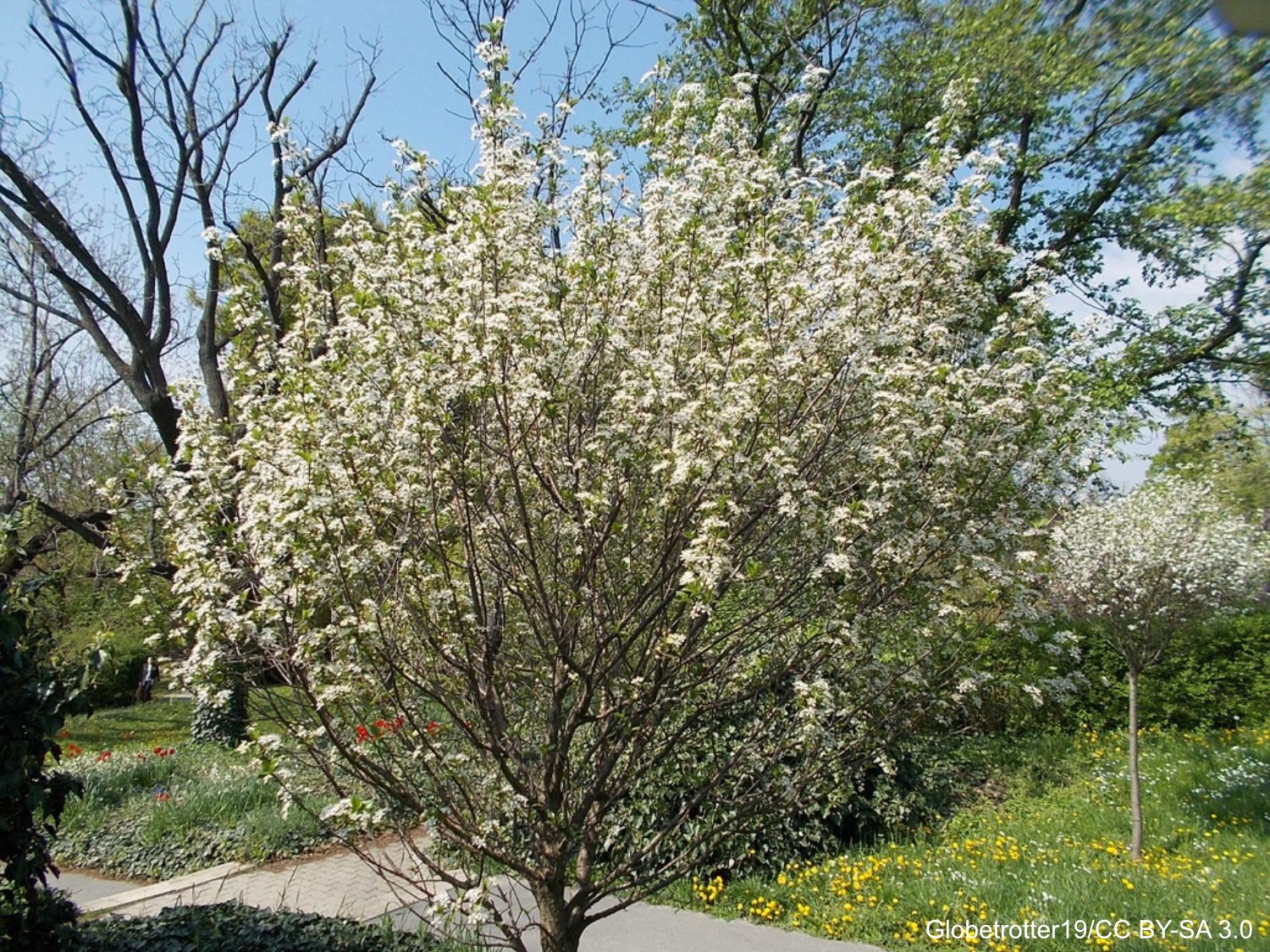 Americsn Plum.jpg