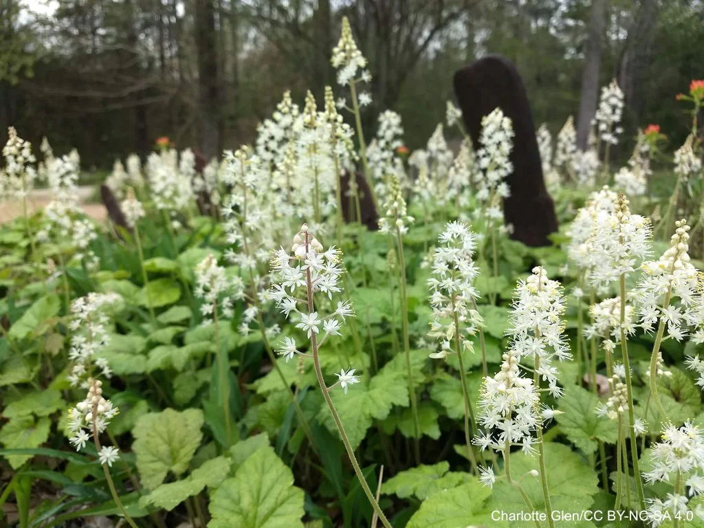 Mass%20planting%20with%20many%20erect%20racemes%20of%20white%20flowers.%20Tiarella%20cordifolia%20Charlotte%20Glen%20CC%20BY-NC-SA%204.0.jpg