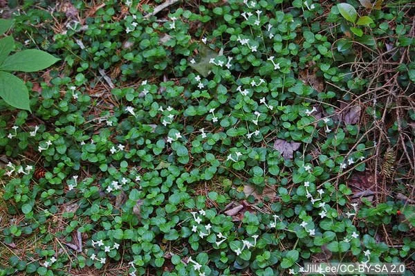 Mitchella%20repens%20Mitchella%20repens%20flowering%20groundcover%20Jill%20Lee%20%20CC-BY-SA%202.0.jpg
