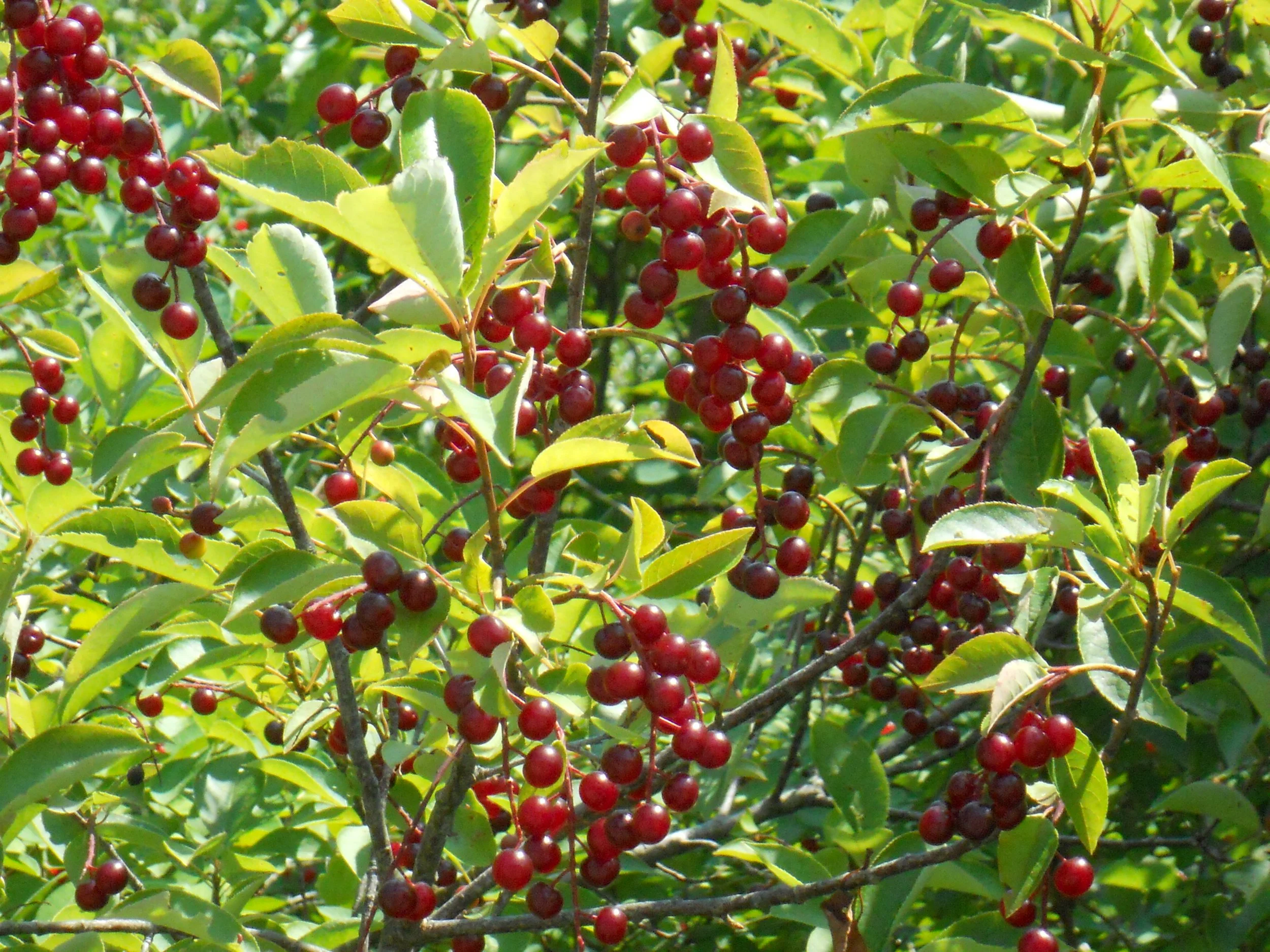 Prunus_virginiana_leaves_&_fruit_1.jpg