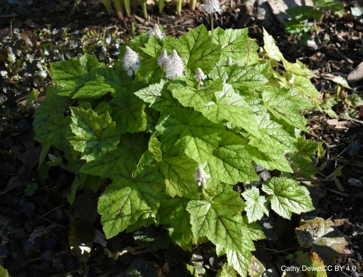 Compact%20clump%20of%20green%20leaves%20with%20red%20veins.%20Flowers%20white%20Tiarella%20cordifolia%20Cathy%20Dewitt%20CC%20BY%204.0.jpg