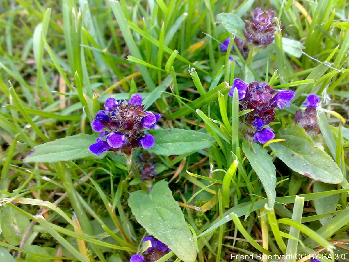 Prunella%20vulgaris%20Prunella%20vulgaris%20Erlend%20Bjoertvedt%20CC%20BY-SA%203.0.jpg