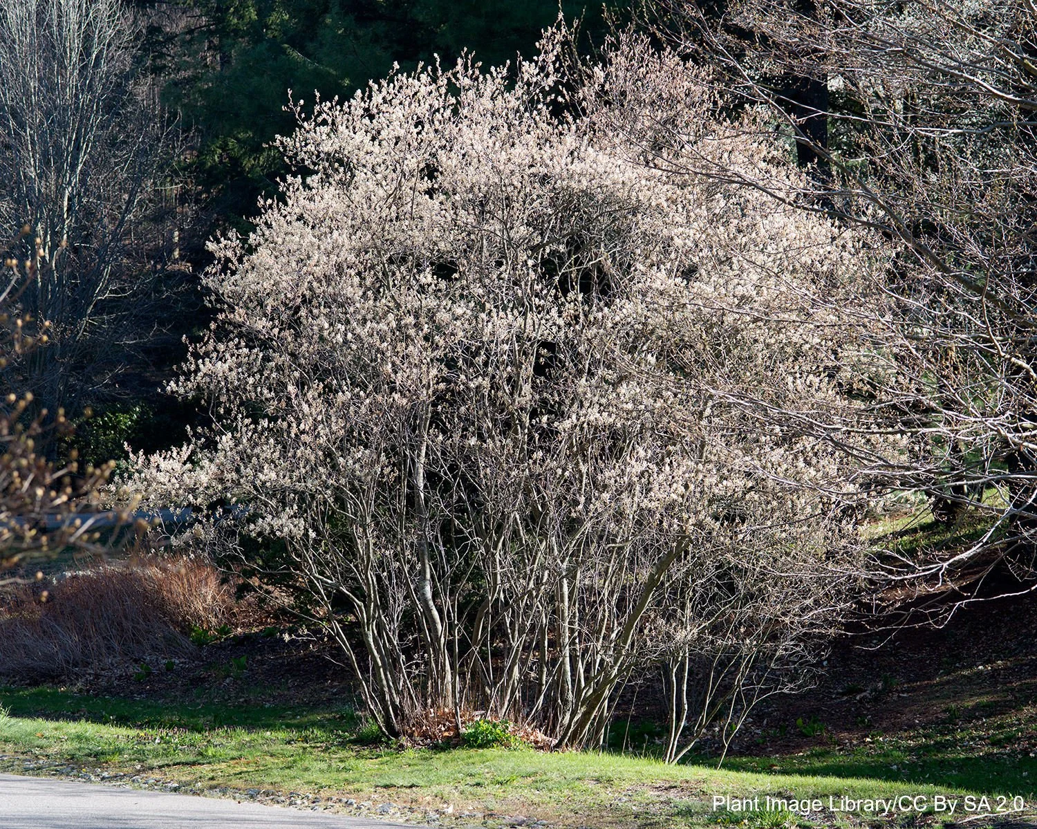 Amelanchier_canadensis_(Thicket_Serviceberry)_(25992630554).jpg